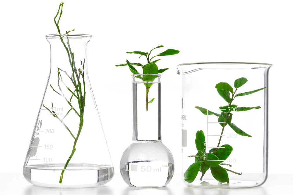 Fermentation – the secret to glowing skin?